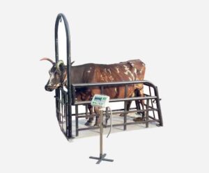 cow weighing machine