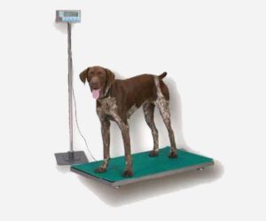 dog weighing machine