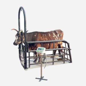 Cow Weighing Machine.