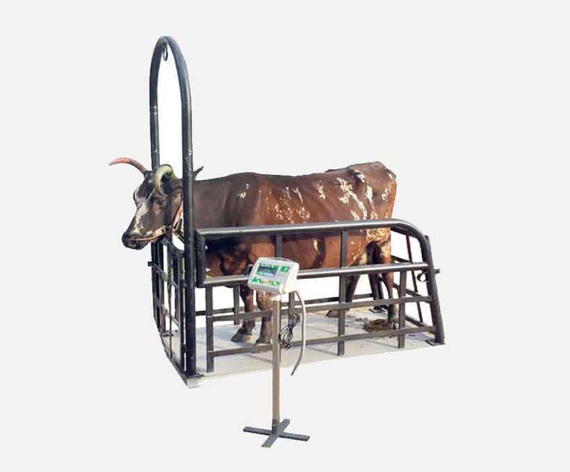 Cow Weighing Machine.