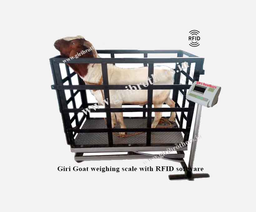 Goat Weighing Machine.
