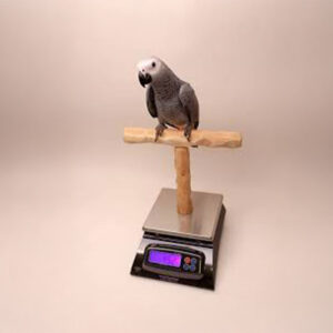 Bird Weighing