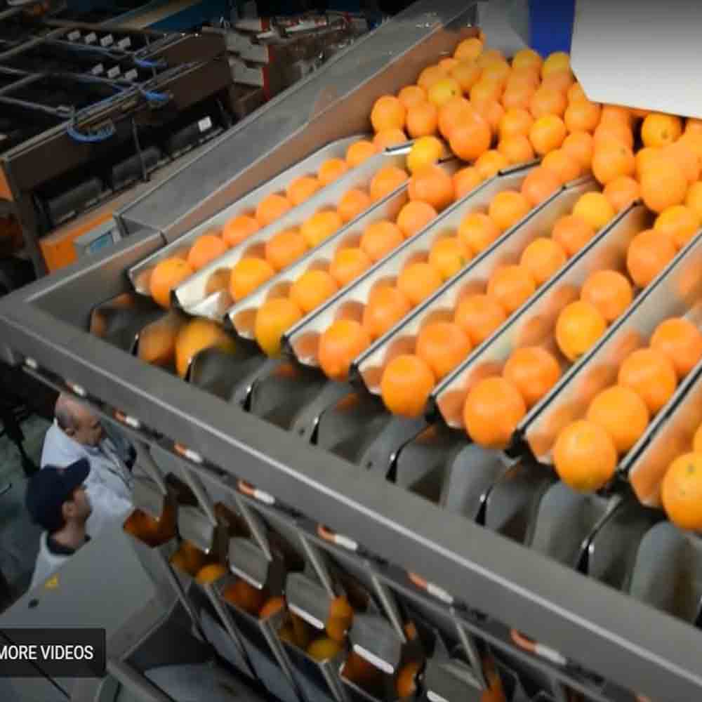 Vegetable Packing Machine.